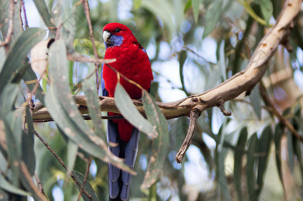坐在桉树上的澳大利亚红鹦鹉