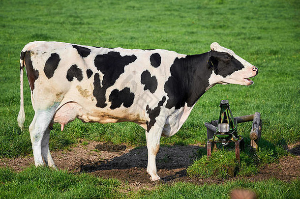 荷斯坦奶牛的美丽肖像