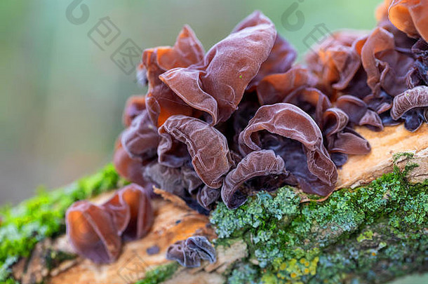 树干上的蘑菇。非食用蘑菇，秋季主要生长在倒下的树上