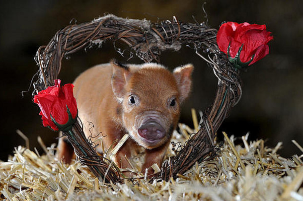 爱空气情人节一天史密西尔斯开放农场博尔顿兰开夏郡可爱的出生小猪佩奇爱情人节