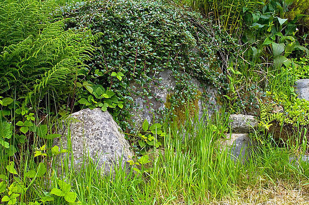 特写镜头图像大灰色石头覆盖新鲜的绿色草蕨类植物中期威尔士