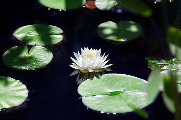 一朵白色的百合花在蓝色的水面上绽放，绿色的叶子背景特写，美丽的睡莲在池塘上绽放，一朵<strong>大莲花</strong>