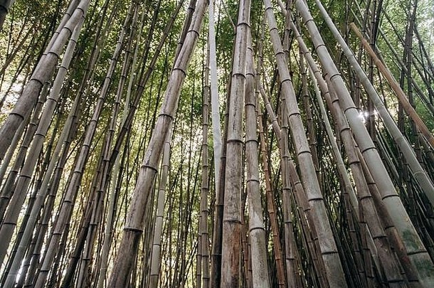 视图长竹子茎模式绿色垂直行蓝色的背景天空自然图片竹子森林