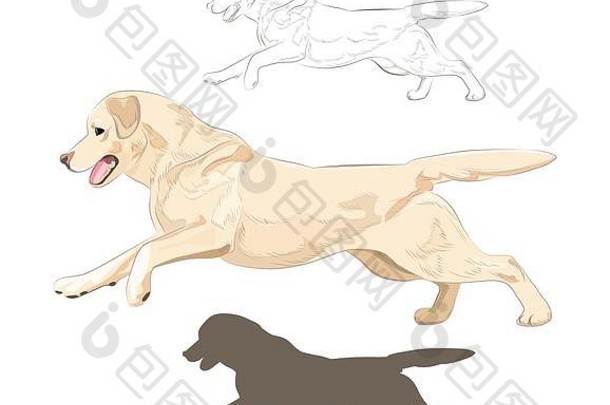 拉布拉多犬在白色背景上孤立地奔跑。主动纯种犬手绘草图和剪影。