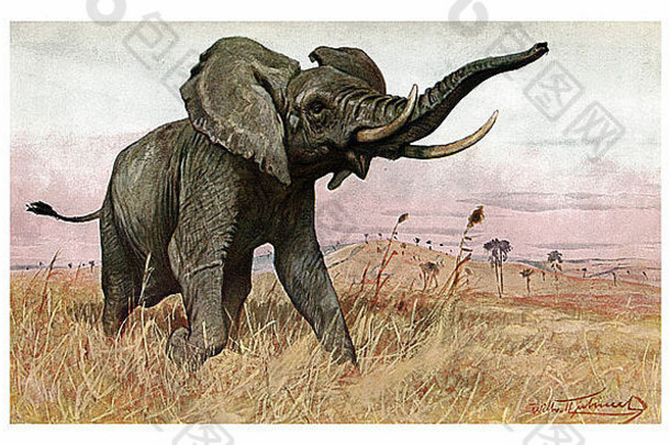 一头冲锋的非洲大象的插图