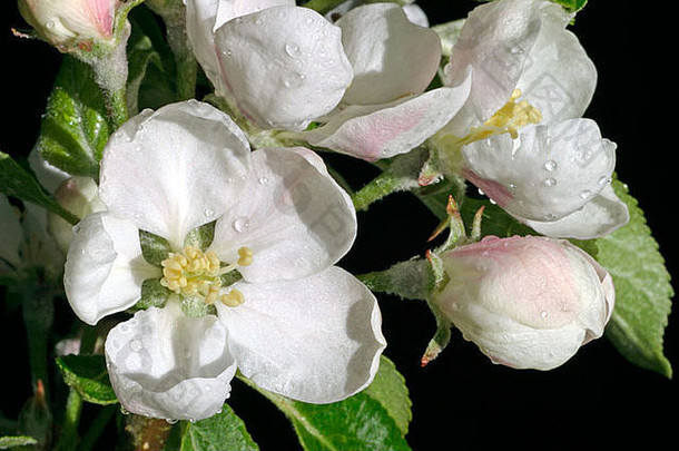 令人耳目一新的雨水冲刷着梨树的花朵，雨滴落在花蕾上