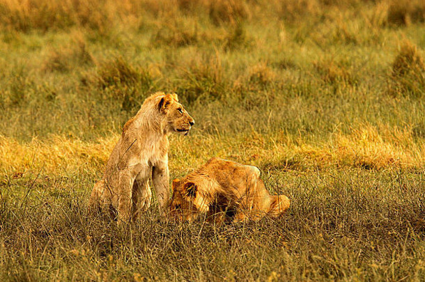 狮子是最懒的大猫，每天休息16到20个小时。剩下的时间是狩猎求爱，保护领地