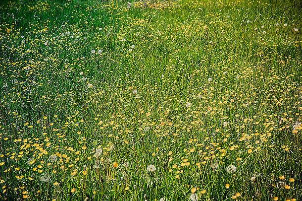 美丽的夏季草地，绿草和黄花
