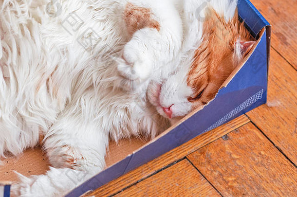 漂亮的成年大红猫睡在盒子里