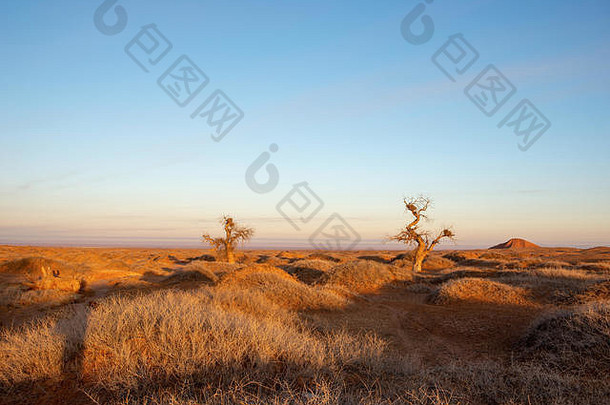 沙漠中的胡杨树。中国内蒙古西部。
