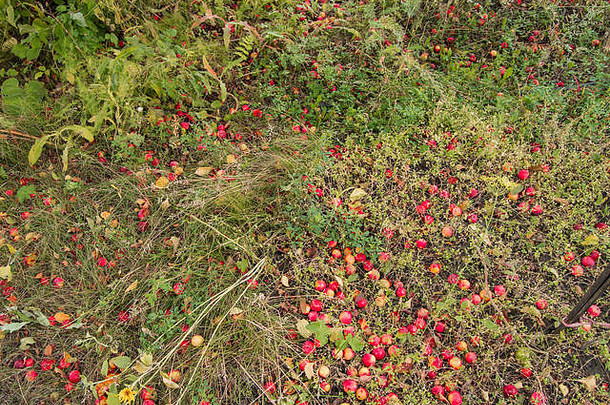 苹果大丰收，成熟的苹果从树上掉下来，躺在草地上，秋天的背景。