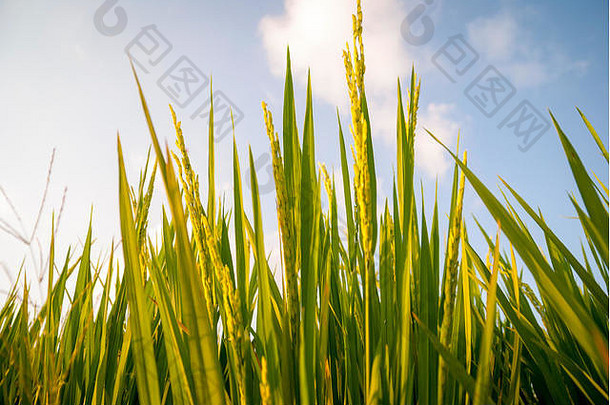田野上生长的新鲜绿色水稻，特写