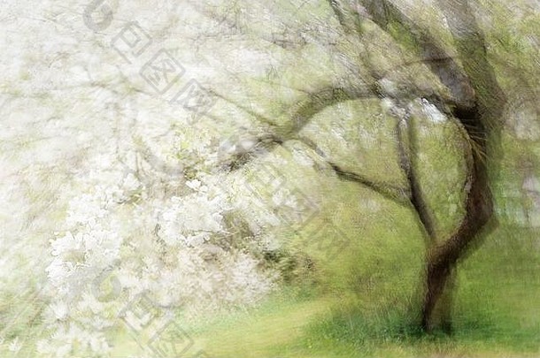 开花的老樱花树，抽象的多重曝光，让人想起一幅画，空间，模糊的软焦点