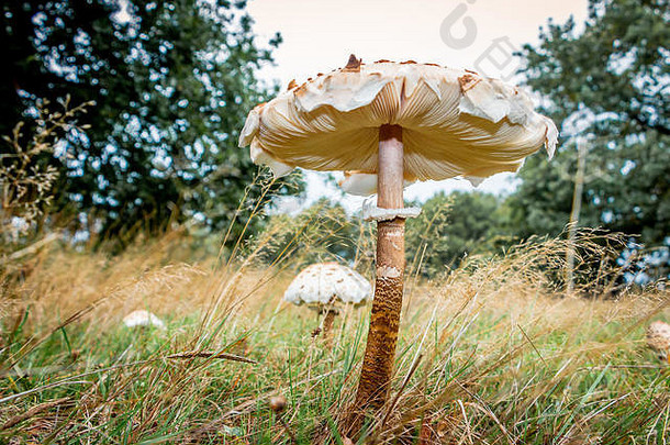 秋天用美丽的阳伞蘑菇拉丁名Macrolepiota procerain