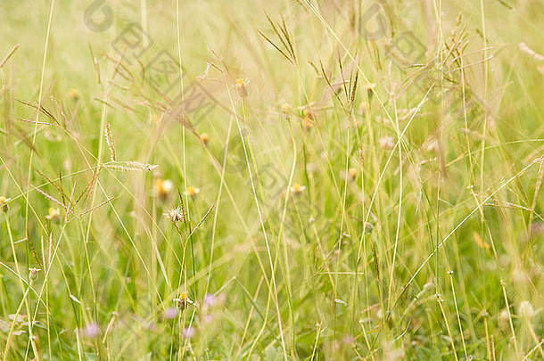 长草、杂草和野花背景