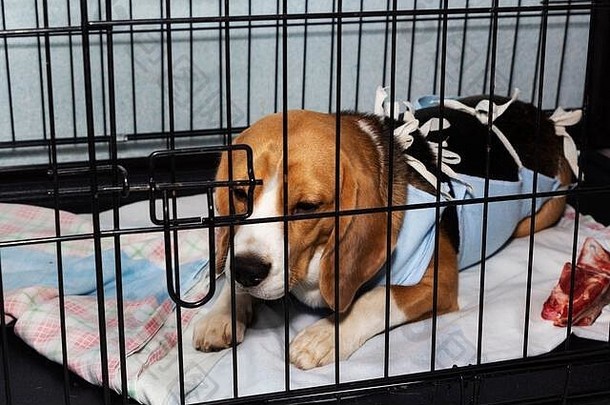 狗手术后的兽医保护绷带。笼子里的病狗小猎犬。