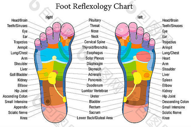 脚反射疗法图表准确的描述内部器官身体部分