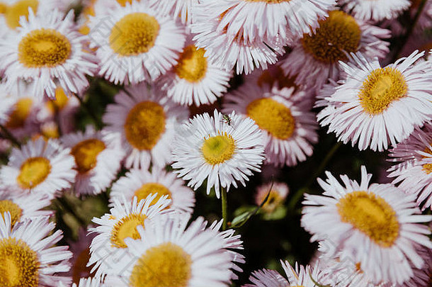 花园里五颜六色的洋甘菊，夏日背景。模糊背景下的神奇花朵摄影