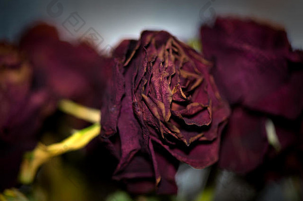 干花详细微距摄影。用作室内装饰和网页设计。一束黑色的干玫瑰。在闪光灯下晒干的玫瑰。