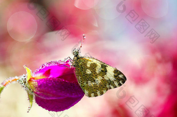 一只美丽<strong>的蝴蝶</strong>栖息在一朵花上