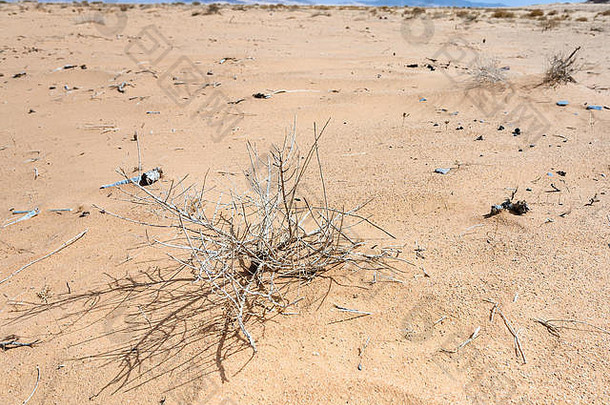 前往中东国家约旦王国-在阳光明媚的冬日，在Wadi Rum沙漠中种植干燥的植物