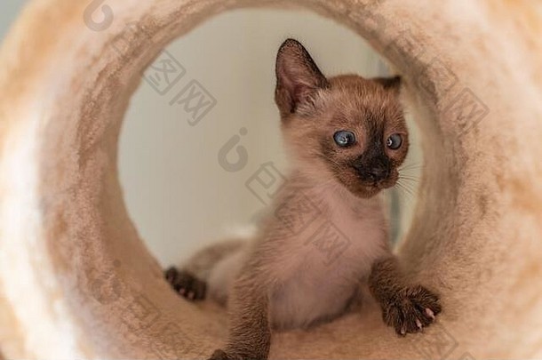 有趣的小猫躲在游戏通道里。纯种2个月大的暹罗猫，蓝杏仁状眼睛，米色背景。宠物玩躲藏的概念