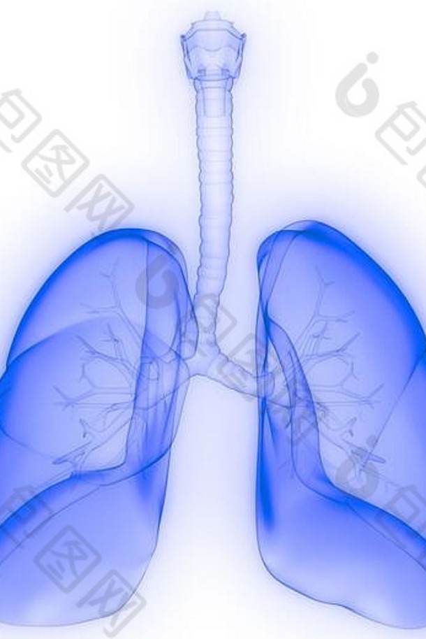肺是人体呼吸<strong>系统</strong>解剖的一部分，X射线三维渲染