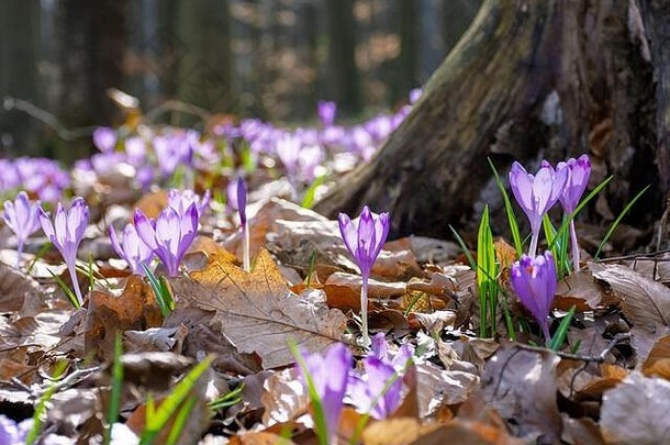 番红花花在森林的树桩附近。春天盛开的野紫色之美