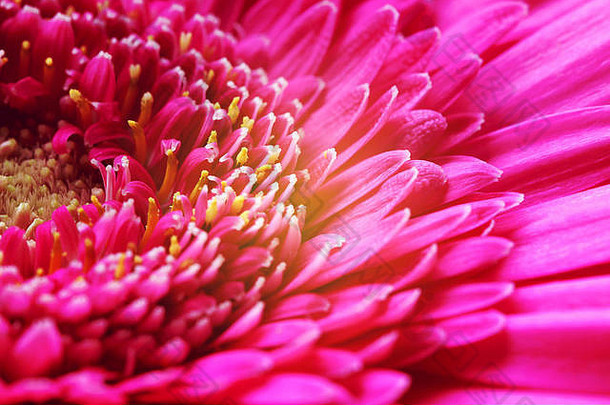 美丽明亮的粉红色非洲菊花宏观特写照片
