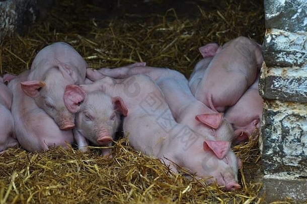 一窝睡在干草上的可爱小<strong>猪宝宝</strong>挤在一起取暖——威尔士英国农场