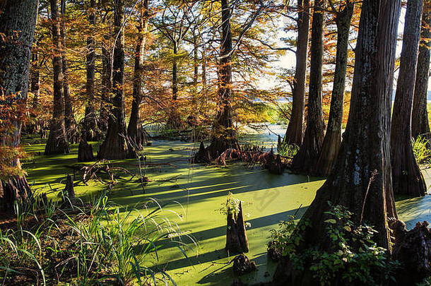 秃柏树树日益增长的沼泽阿肯色州显示迹象秋天