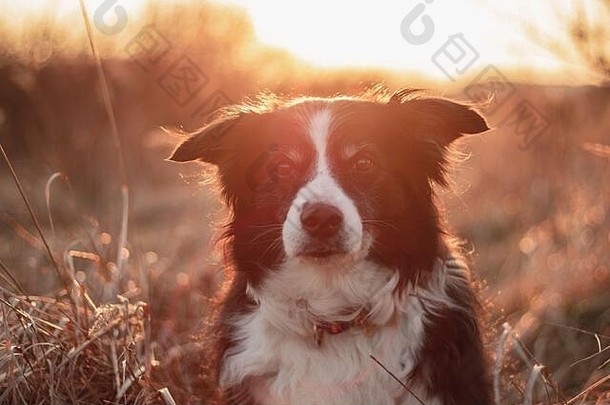 黑白边境牧羊犬在郊外摆好姿势拍照，身后是夕阳
