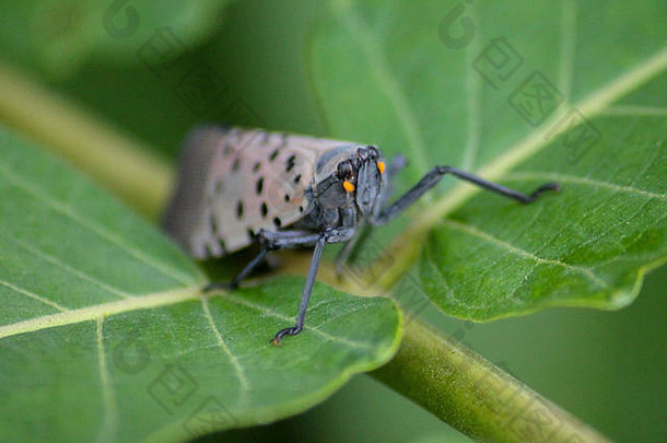 蒙哥马利县宾夕法尼亚州：成年斑点灯笼蝇（Lycorma delicatula）在一棵天树（臭椿）幼树上。