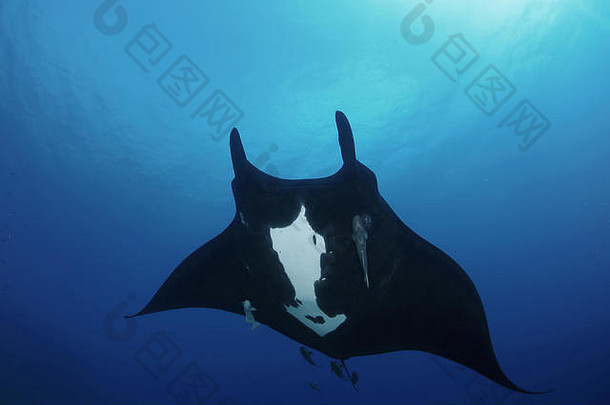 太平洋加拉帕戈斯群岛水下蝠鲼潜水