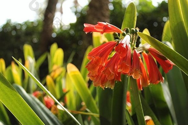 色彩斑斓的君子兰miniata花园驼鹿西班牙