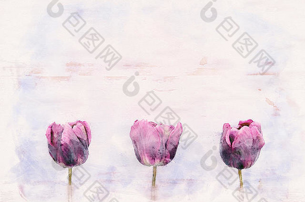 三朵紫色郁金香，白色乡村木背景，水彩画