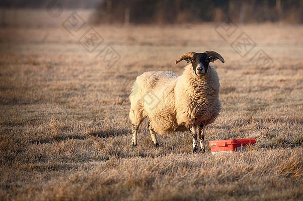 诺福克角羊喂养冷淡的早....早期早....阳光羊盯着相机大角完整的长毛外套