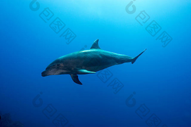 一只宽吻海豚在蓝色的海洋上荡秋千。在墨西哥圣本尼迪克托岛拍摄的水下摄影。