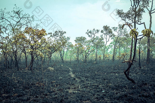 被烧毁的亚马逊热带雨林是地球上最丰富的生态系统，因放牧奶牛和种植大豆而被毁