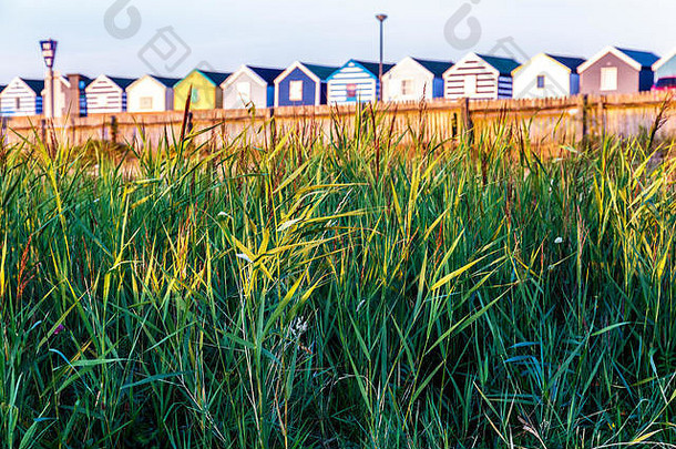 英国萨福克郡Southwold，背景为绿色芦苇和一排海滩小屋