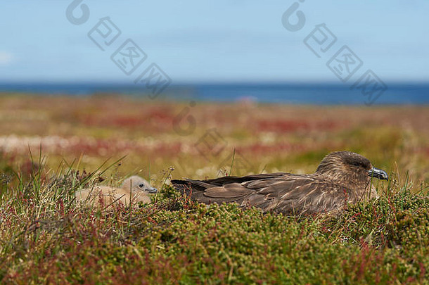 成年福克兰臭鼬（Catharacta南极）和小鸡在福克兰群岛荒凉岛的草地上。