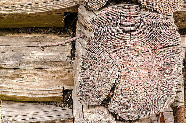 带年轮的旧木质原木详图。从系列背景和纹理