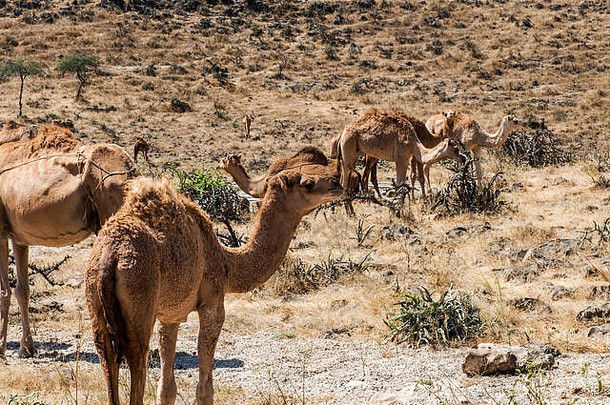 阿曼萨拉拉<strong>风景区</strong>野生动物骆驼在摄像机内观看阿拉伯语12