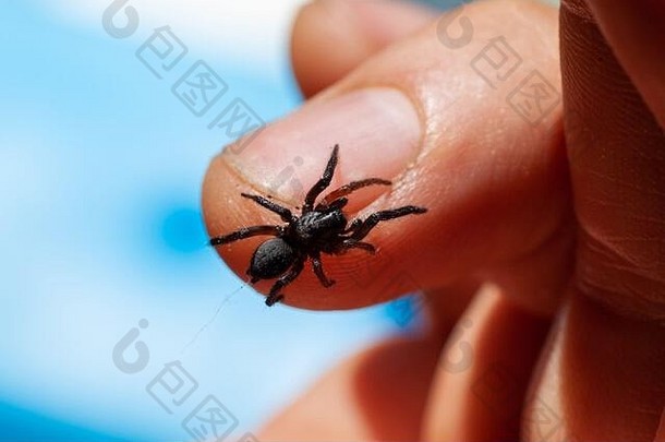 一只有毒的小蜘蛛在人的手臂上咬伤皮肤并注射