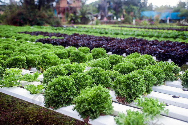 水培法农场温室corofield泰国