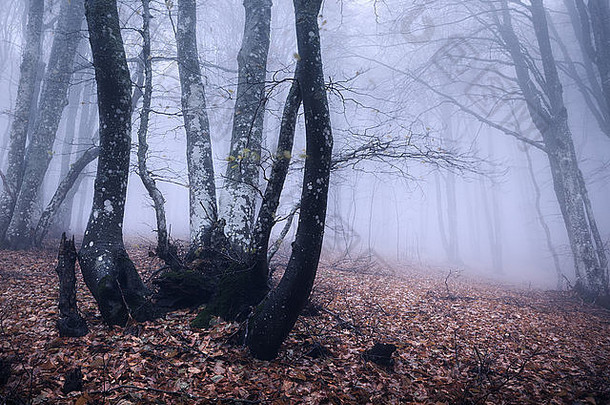 神秘的黑暗森林雾秋天早....克里米亚神奇的大气美丽的自然景观古董风格