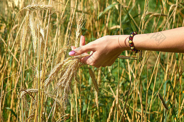 美丽的手年轻的女人收集小麦场收获季节背景