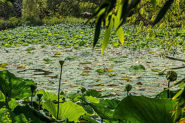 意大利的自然保护区Parco del loto Lotus green area：一个宽阔的池塘，莲花（nelumbo nucifera）和睡莲自由生长，创造了一个美丽的自然环境。