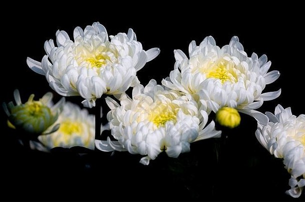 群盛开的白色菊花花孤立的黑色的背景