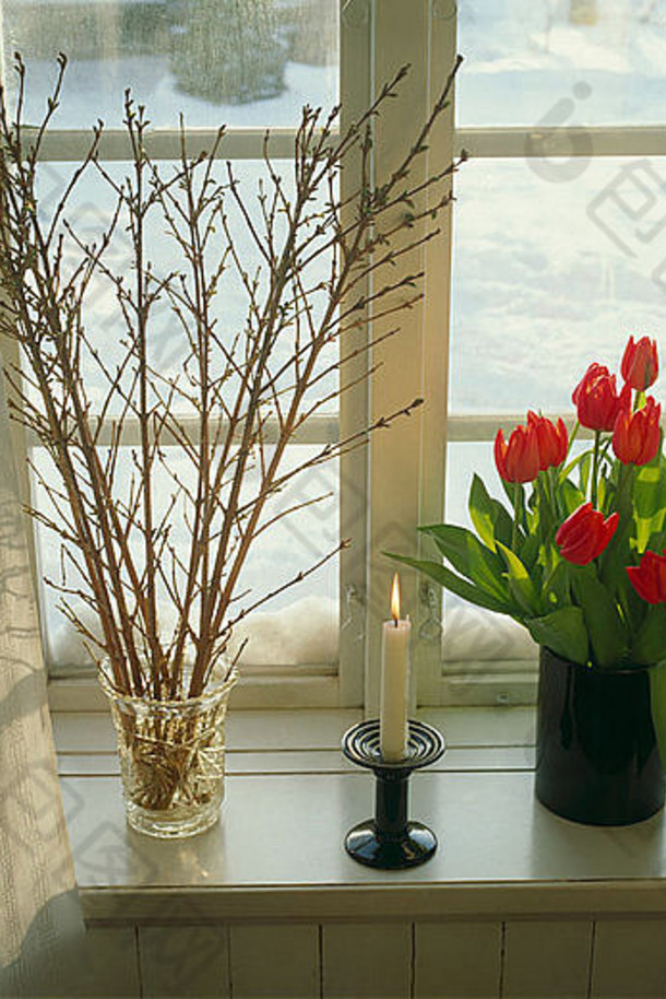 静物红色的郁金香花瓶窗台上只连翘分支机构